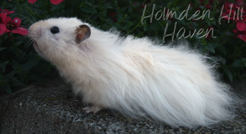 Powderpuff- Extreme Dilute Black Eyed Cream Black Longhaired